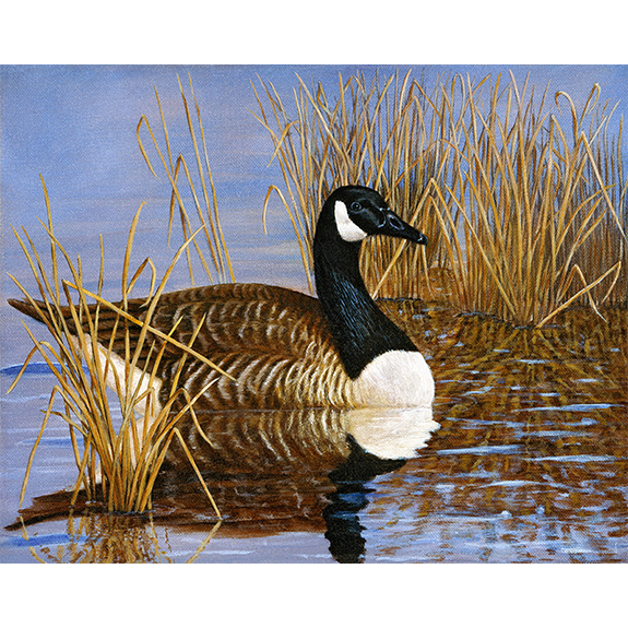 Canada Goose - Print