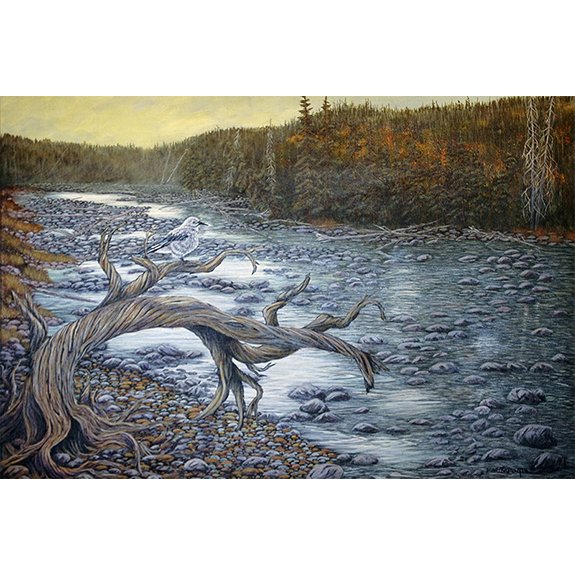 Clark's Nuthatch on Lightening Creek - Original