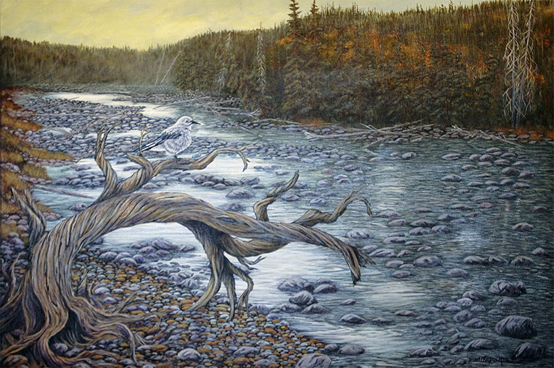 Clark's Nuthatch on Lightening Creek